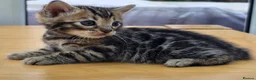 Bengal cats for sale: 🐆 2 BEAUTIFUL TICA BENGAL GIRLS – £1,200 EACH 🐆 - Advert 13