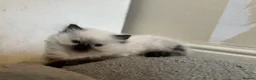 Ragdoll cats for sale: Chocolate point and blue pointed lynx ragdolls - Advert 7