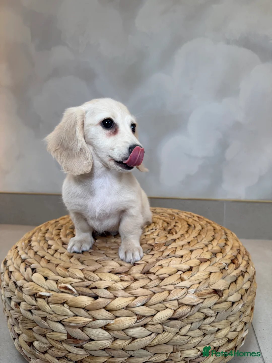 Miniature Dachshund dogs for sale: Intensity cream long hair miniature Dachshunds 🍦 - Advert 2