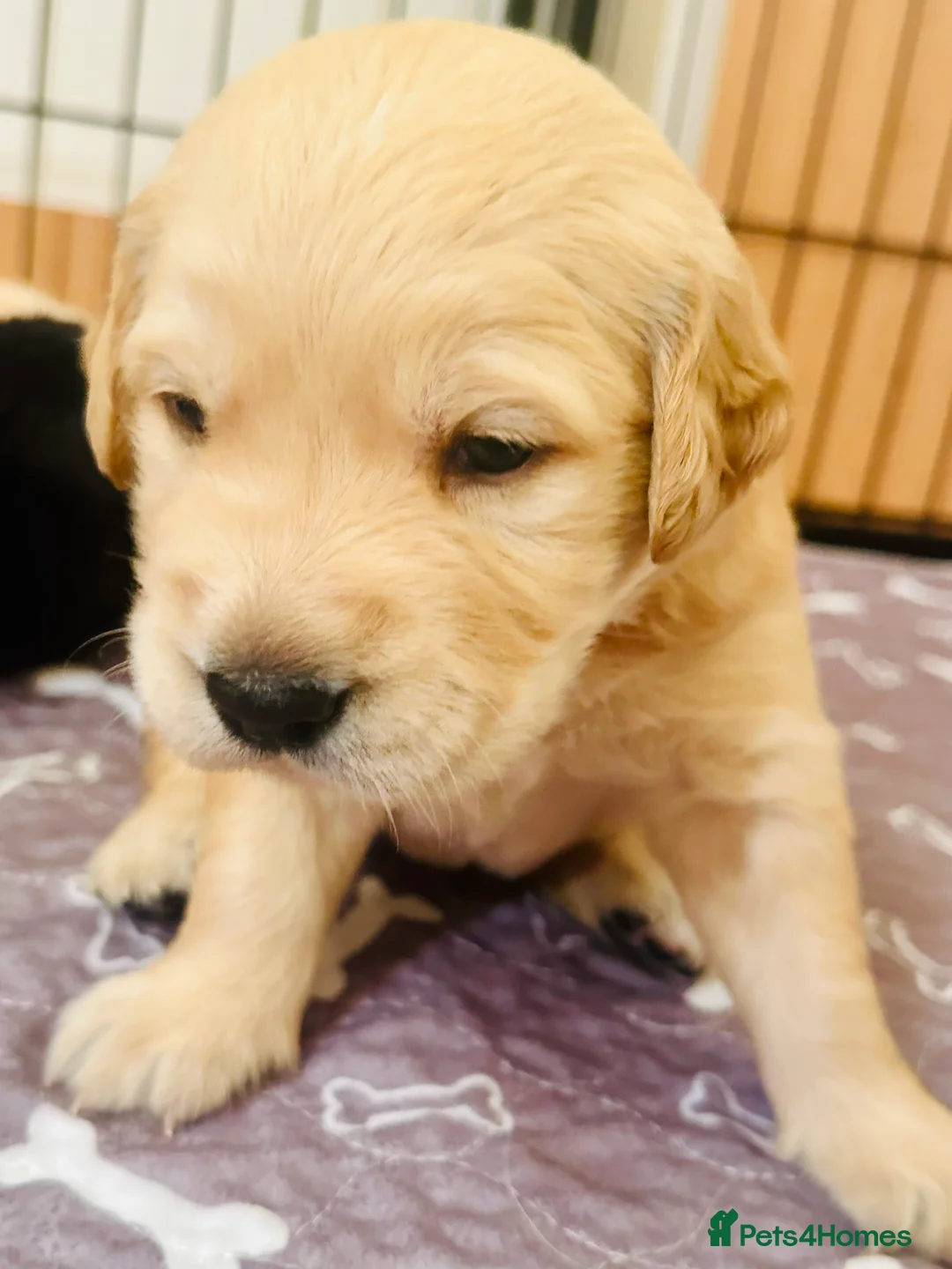 Golden Retriever dogs for sale: KC Registered Golden Retriever Puppies Parents HC - Advert 2