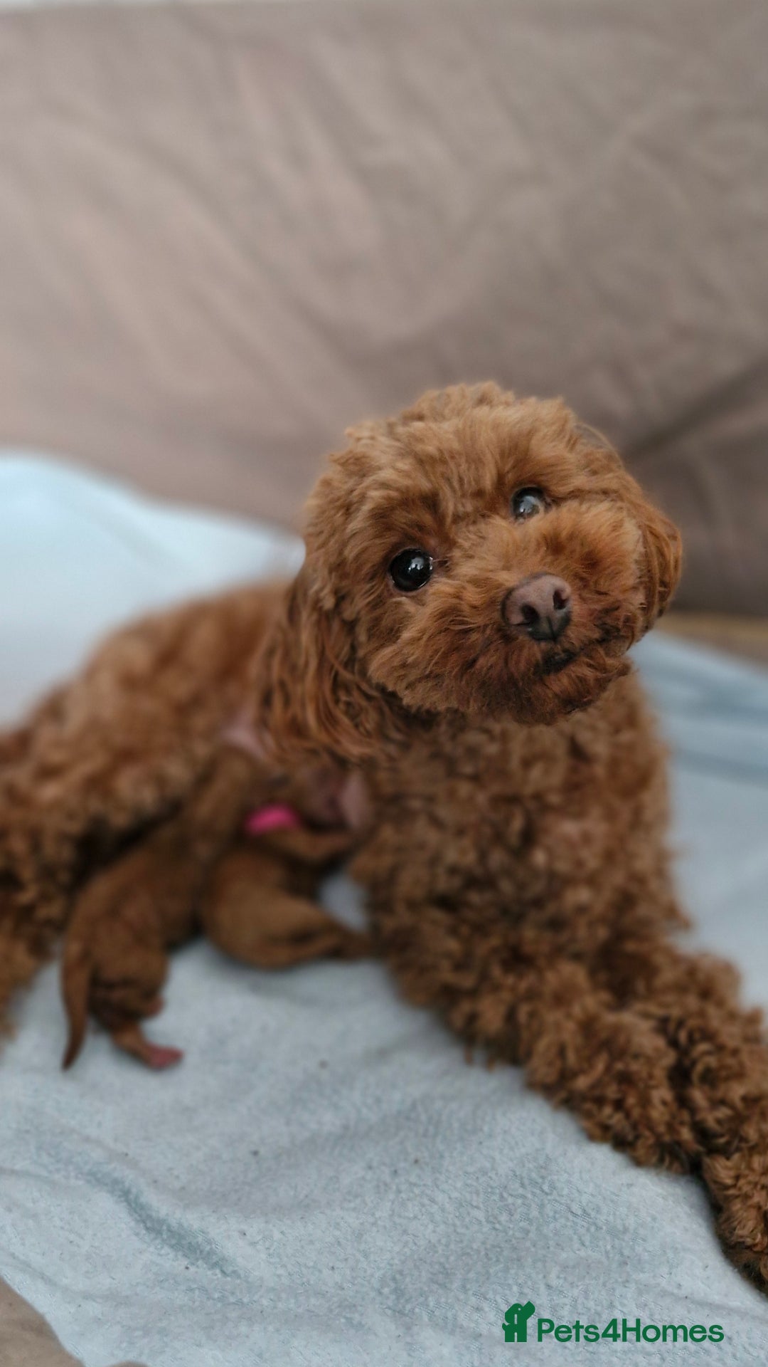 Toy Poodle dogs for sale: Red tiny Toy Poodles GIRLS  - Advert 6