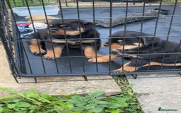Rottweiler dogs for sale: Female Rottweiler pup for sale  - Image 3