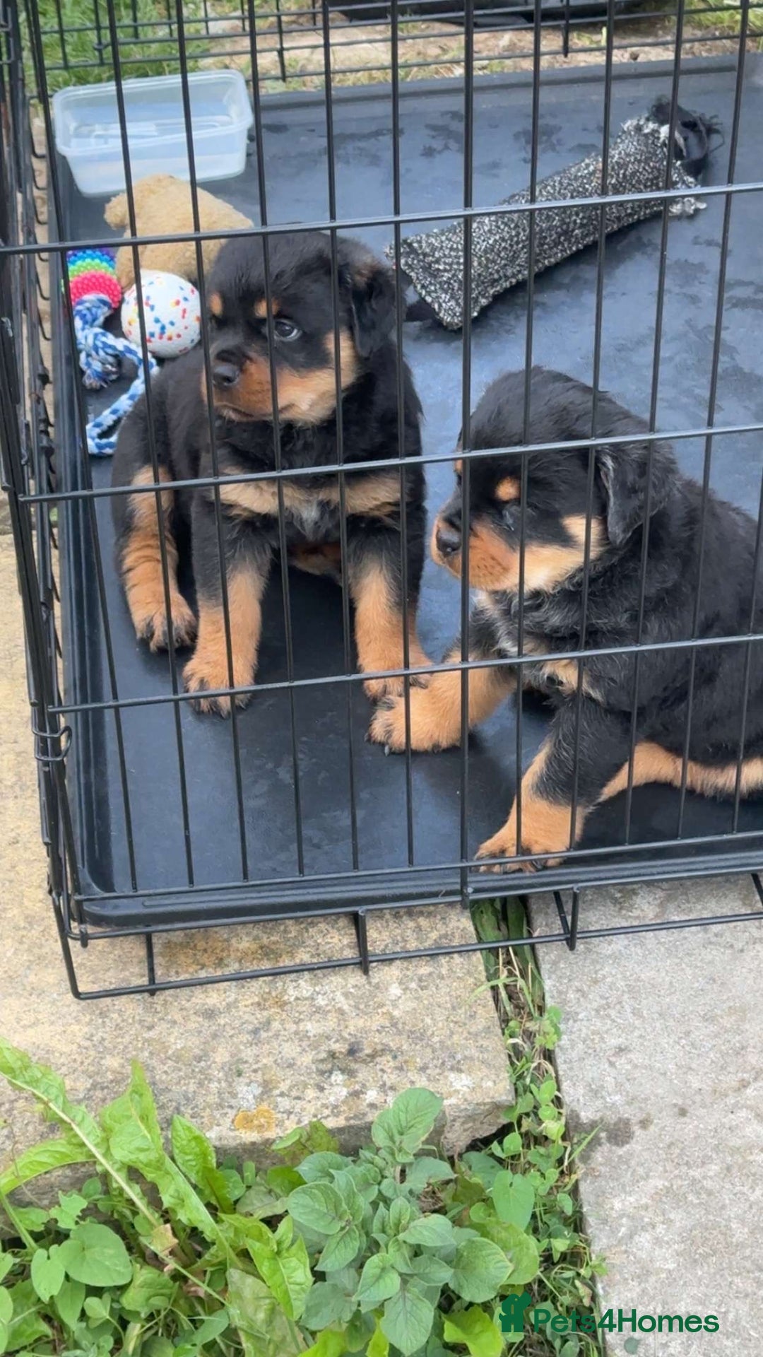 Rottweiler dogs for sale: Female Rottweiler pup for sale  - Image 3