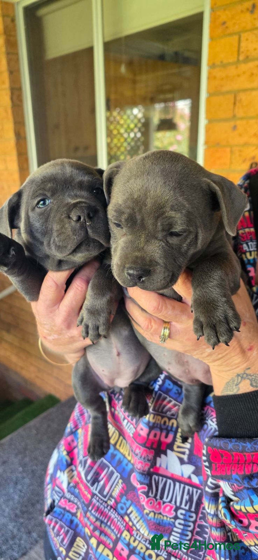 Staffordshire Bull Terrier dogs for sale: Blue staffy pups  - Image 4