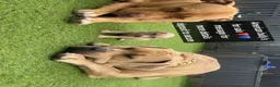 American Bully dogs for sale: Beautiful American bully’s 🐶  - Advert 17