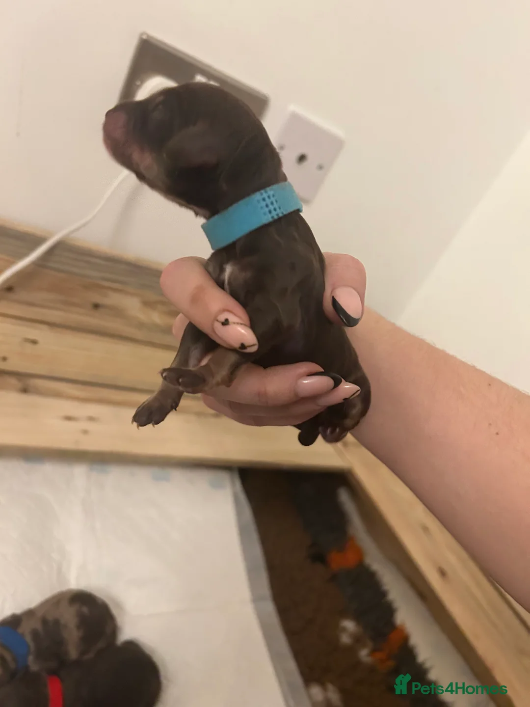 Cockapoo dogs for stud: F1 Red Cockapoo PROVEN Stud-Extensively DNA Tested in Stafford - Advert 12