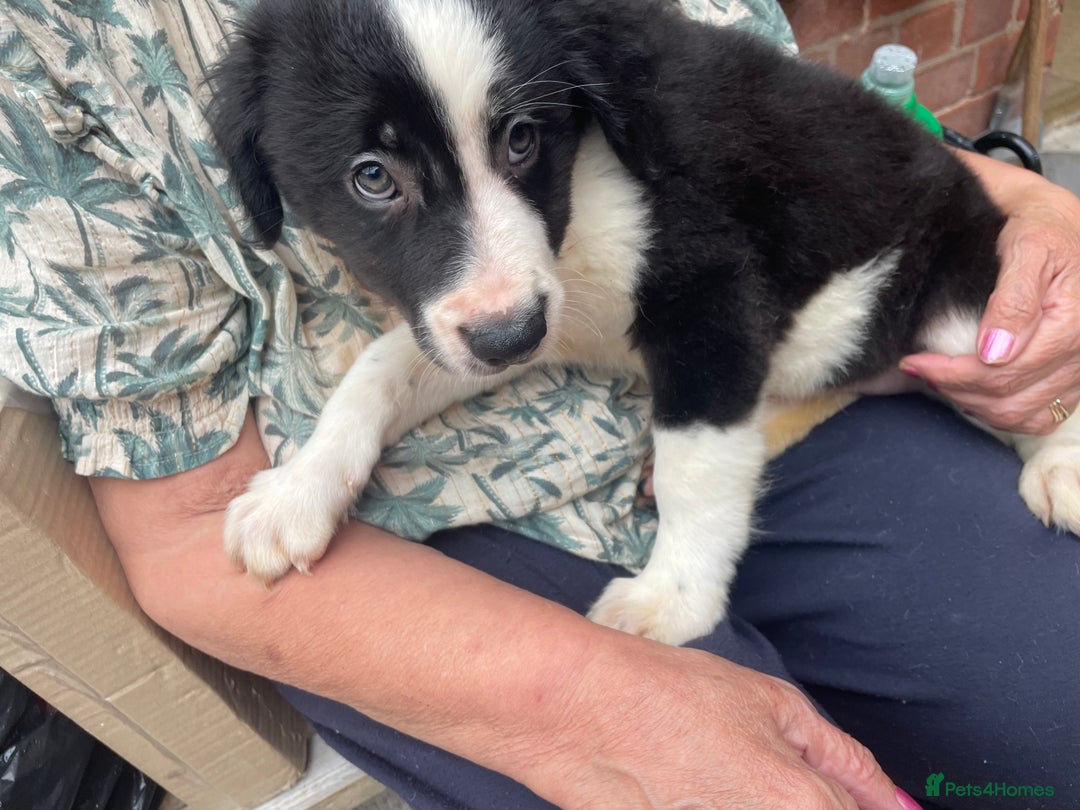 Mixed Breed dogs for sale: Staff collie cross puppies  - Image 11