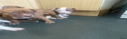Old Tyme Bulldog dogs for sale: Blue staff Old tyme bulldog  in London - Advert 7