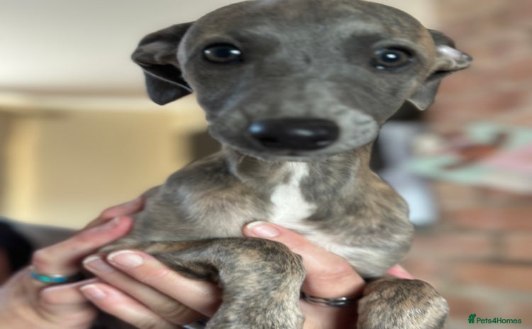 Whippet dogs - Advert 3