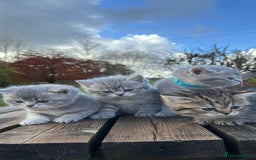 British Shorthair cats for sale: British Shorthair kittens  - Image 15