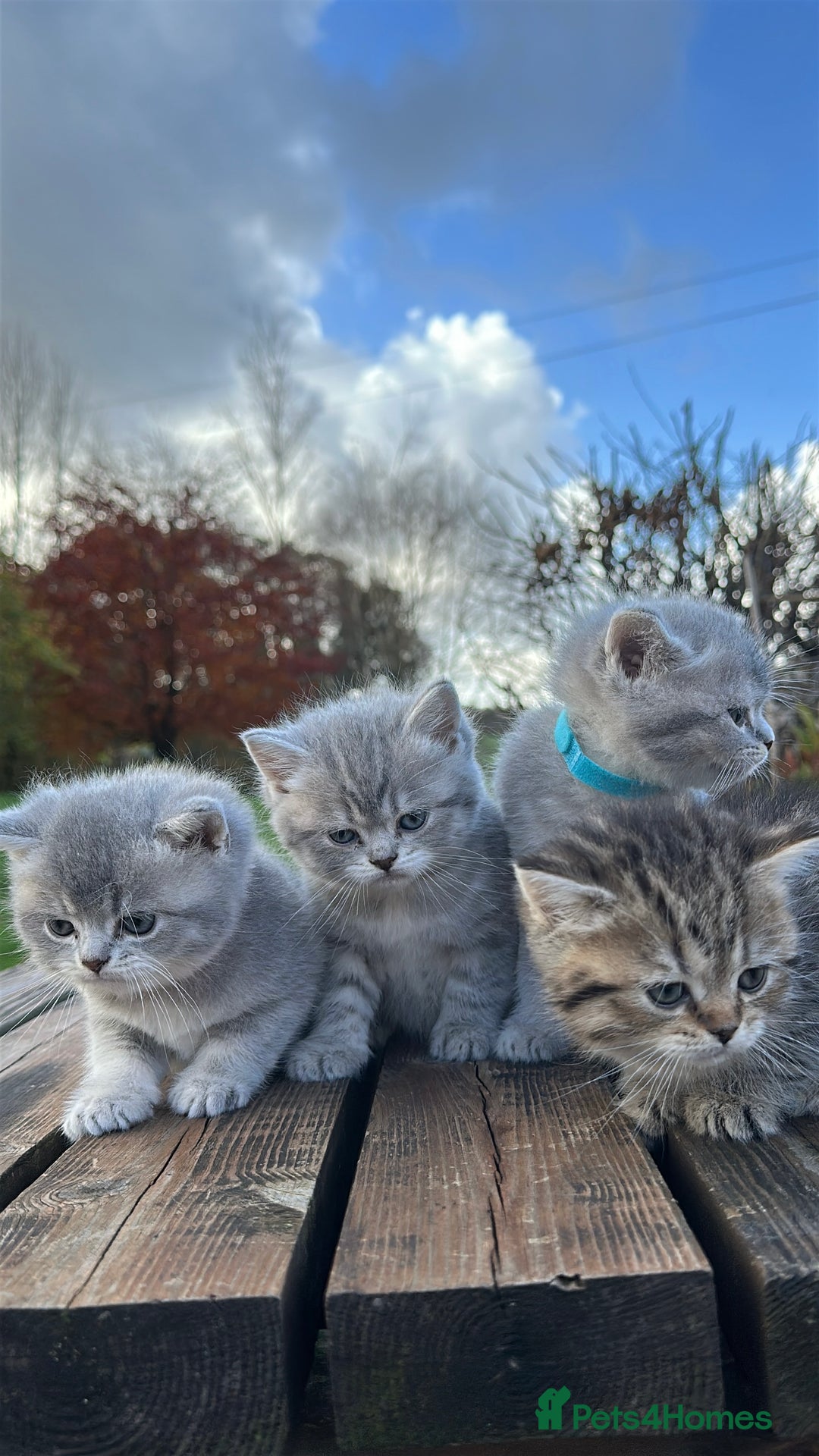 British Shorthair cats for sale: British Shorthair kittens  - Image 15