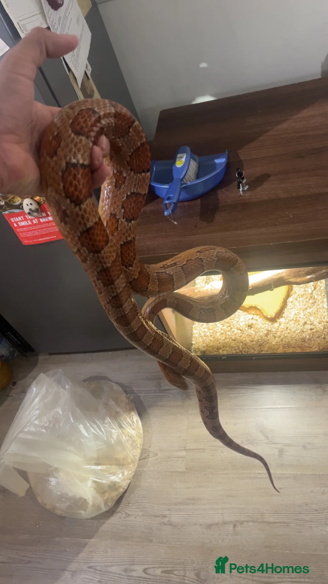 Corn Snake reptiles for sale: Corn snake and set up for sale  - Advert 2