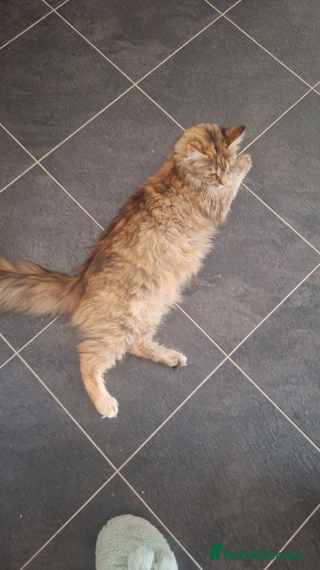 Maine Coon cats for sale: Beautiful red maine coon x - Image 4