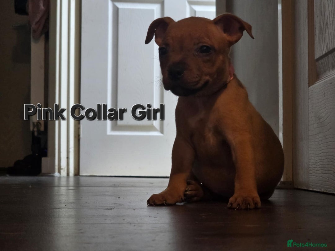Staffordshire Bull Terrier dogs for sale: LAST ONE! KC RED STAFFORDSHIRE BULL TERRIER PUPS. - Image 14