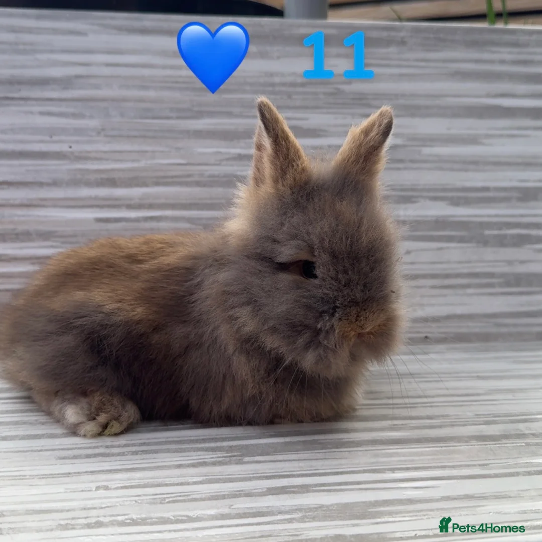 Lionhead rabbits for sale: Lionhead bunnies ready June 6th - Advert 7
