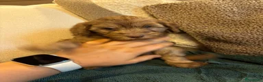 Cockapoo 2