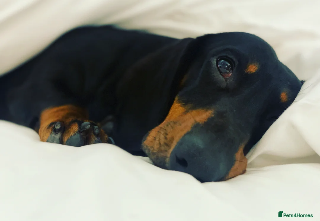 Dachshund dogs for stud: Kc registered standard smooth  in Newton Abbot - Advert 8