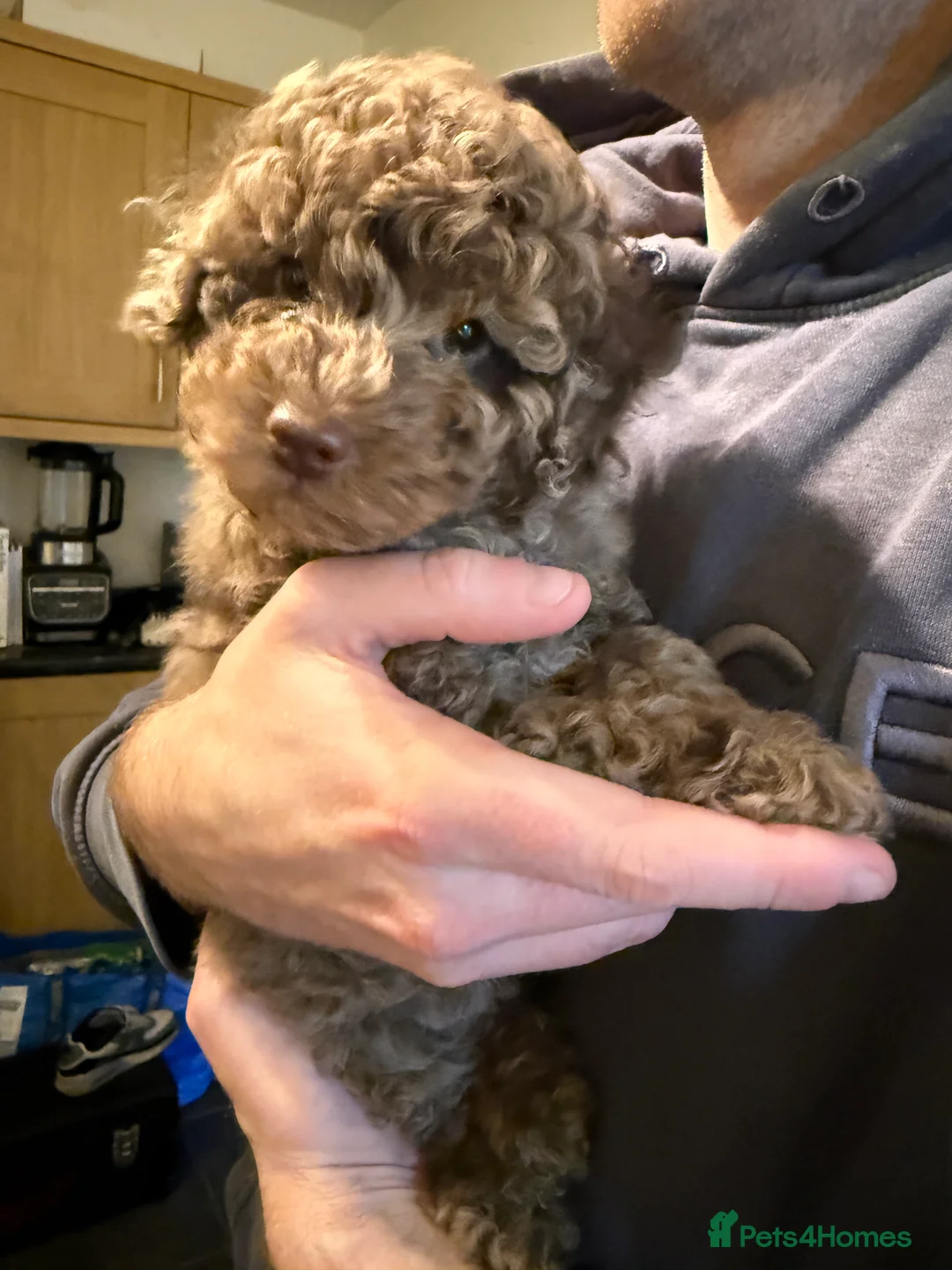 Cockapoo dogs for sale: Ready nowz stunning merle toy cockapoo pups  - Advert 3