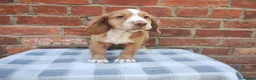 Cocker Spaniel dogs for sale: Cocker Spaniel Puppies  - Advert 12