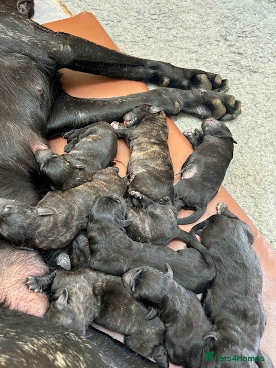 Mastiff dogs for sale: Pedigree Puppies of our Portuguese cattle dogs. - Image 4