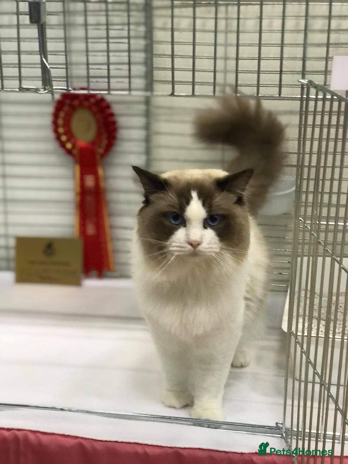 Ragdoll cats IGCH SEAL BICOLOUR STUD  in Manchester - Advert 9