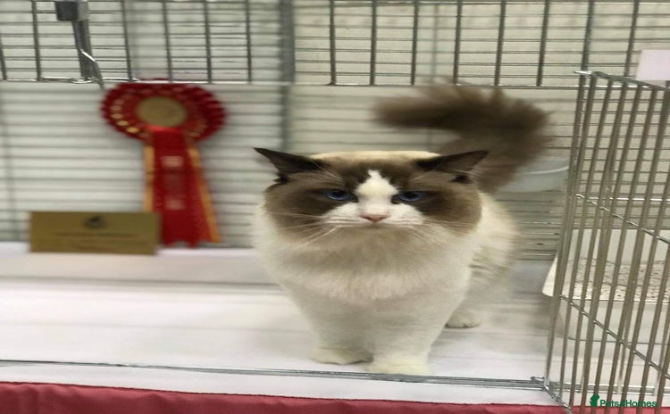 Ragdoll cats in Manchester - Advert 7