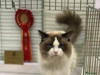 Ragdoll cats IGCH SEAL BICOLOUR STUD in Manchester - Advert 14