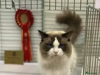 Ragdoll cats IGCH SEAL BICOLOUR STUD in Manchester - Advert 13