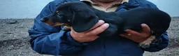 Miniature Dachshund dogs for sale: 4 dachshund puppies very cute  - Advert 19