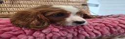 Cavalier King Charles Spaniel dogs for sale: Cavalier king charles pups - Advert 17