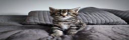 Mixed Breed cats for sale: 🐾 Affectionate Maine Coon Mix Kittens for Sale 🐾 - Advert 12