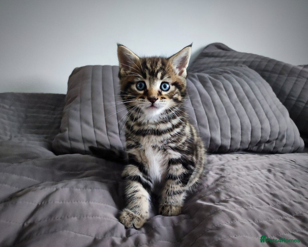 Mixed Breed cats for sale: 🐾 Affectionate Maine Coon Mix Kittens for Sale 🐾 - Advert 12