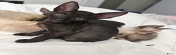Cornish Rex cats for sale: Beautiful Cornish Rex’s ready for their new homes - Advert 38