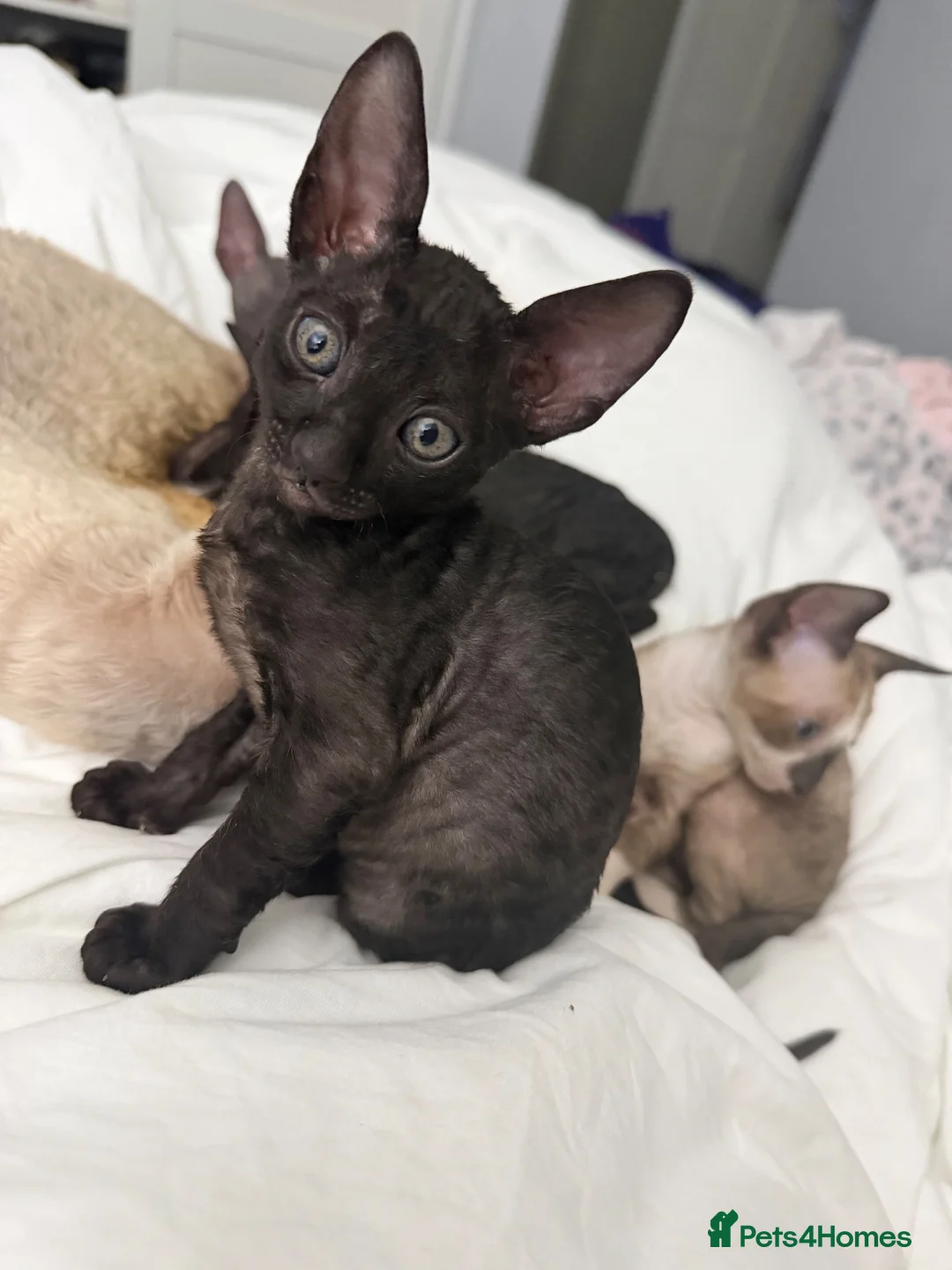Cornish Rex cats for sale: Beautiful Cornish Rex’s ready for their new homes - Advert 38