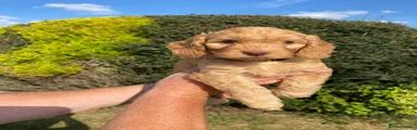 Cockapoo 2