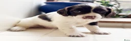 English Springer Spaniel dogs for sale: Stunning springer spaniels for sale  - Advert 3