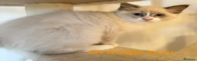 Ragdoll 5