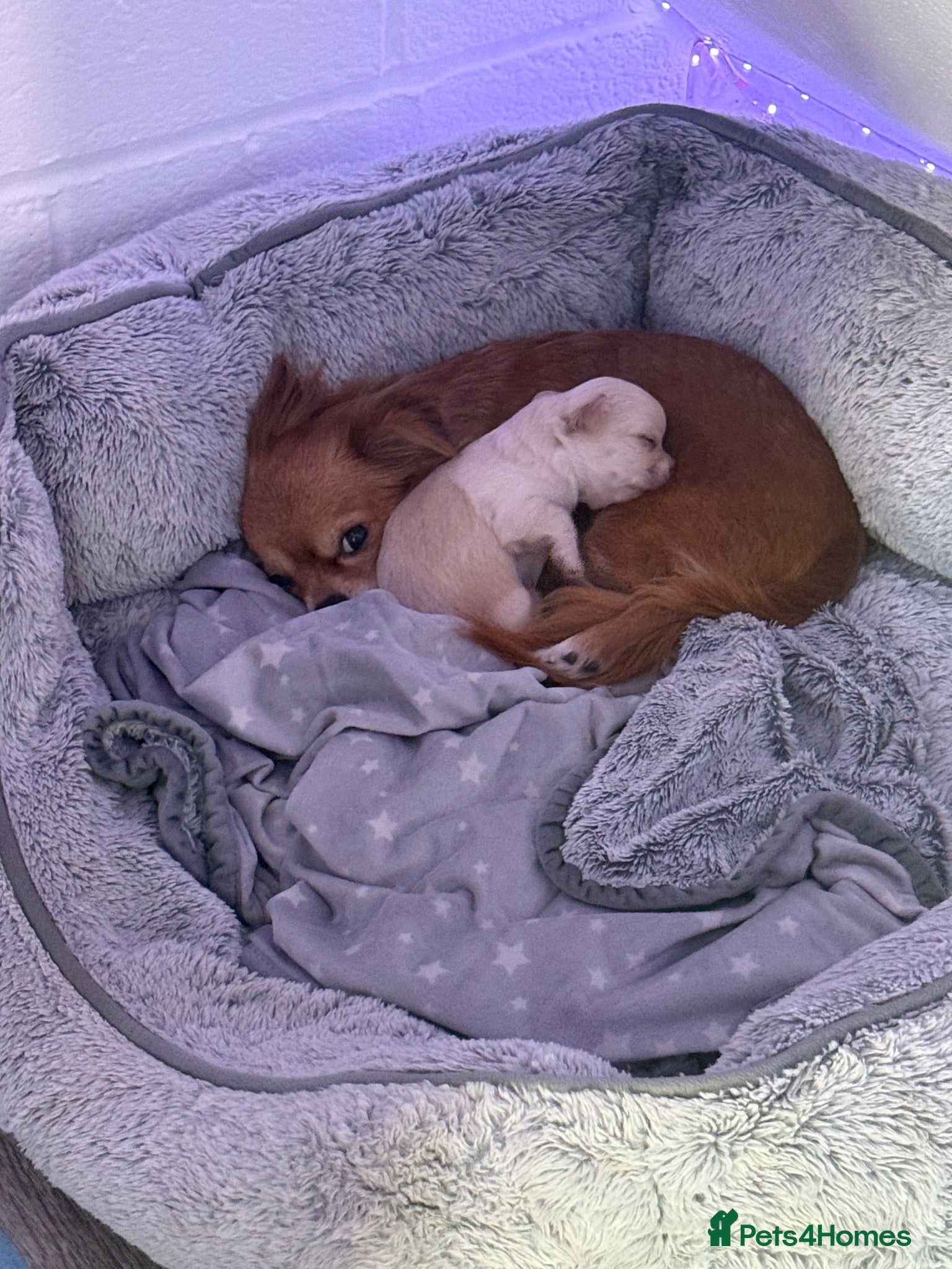 Chihuahua dogs Beautiful Male Chihuahua Puppy Ready to go 🐾 - Advert 2