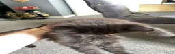 British Shorthair cats for sale: Kittens for sale  - Advert 2