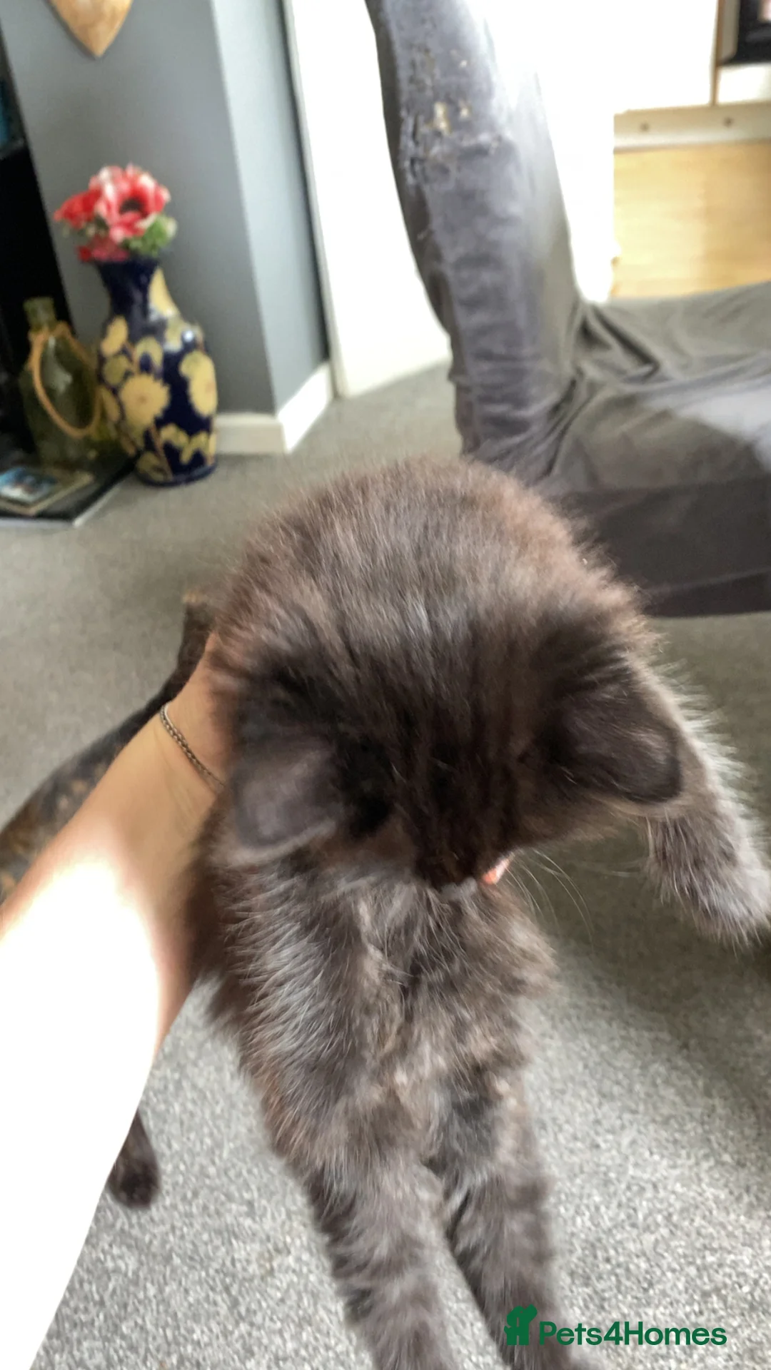 British Shorthair cats for sale: Kittens for sale  - Advert 2
