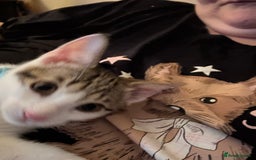 Domestic Shorthair cats for sale: 2 kittens available  - Image 2