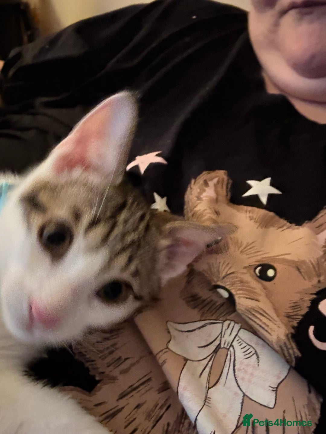 Domestic Shorthair cats for sale: 2 kittens available  - Image 2