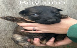 German Shepherd dogs for sale: German Shepherd puppies for sale  - Image 13