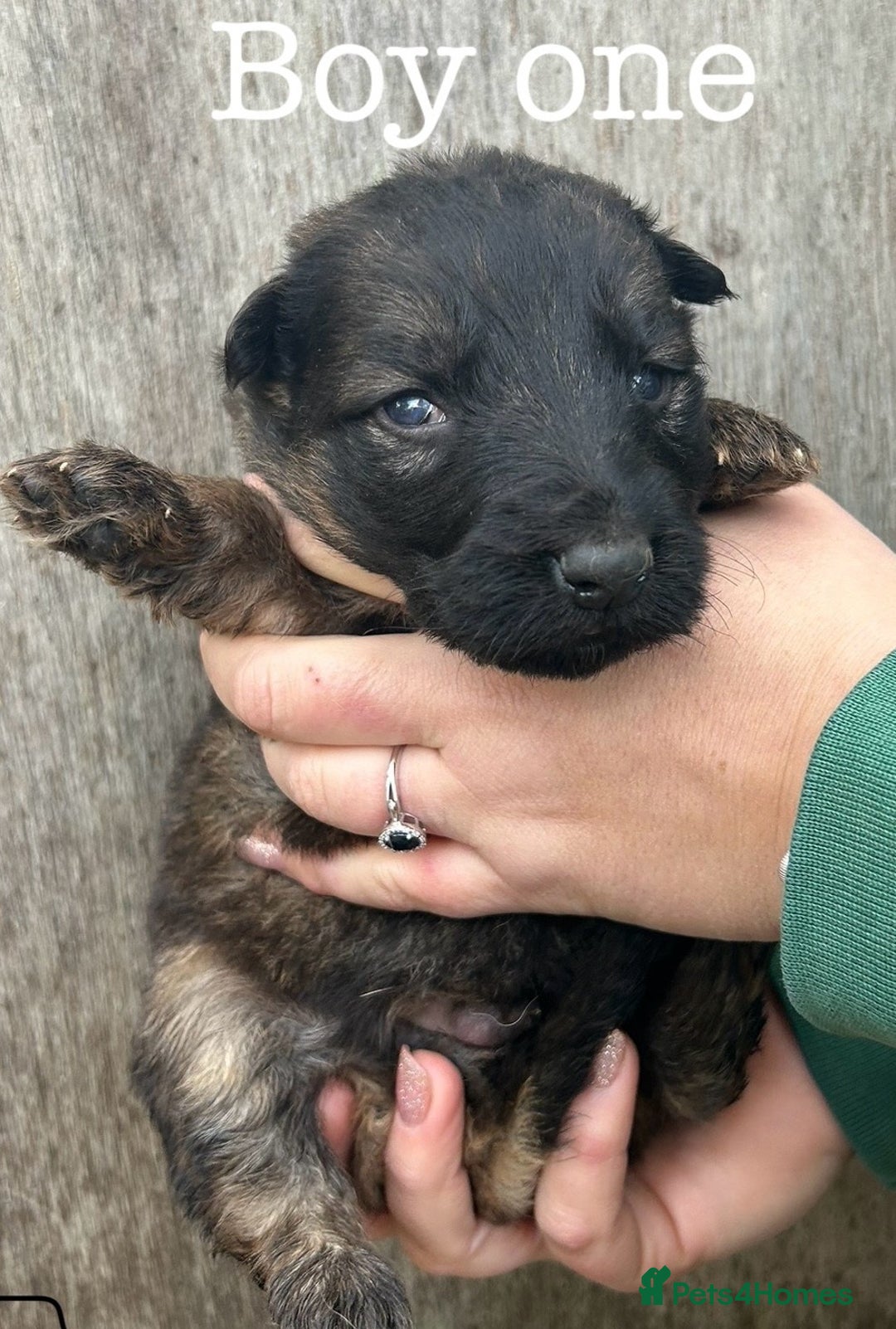 German Shepherd dogs for sale: German Shepherd puppies for sale  - Image 13