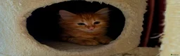 Mixed Breed cats for sale: 3 Beautiful Fluffy Kittens Looking for Homes - Advert 16