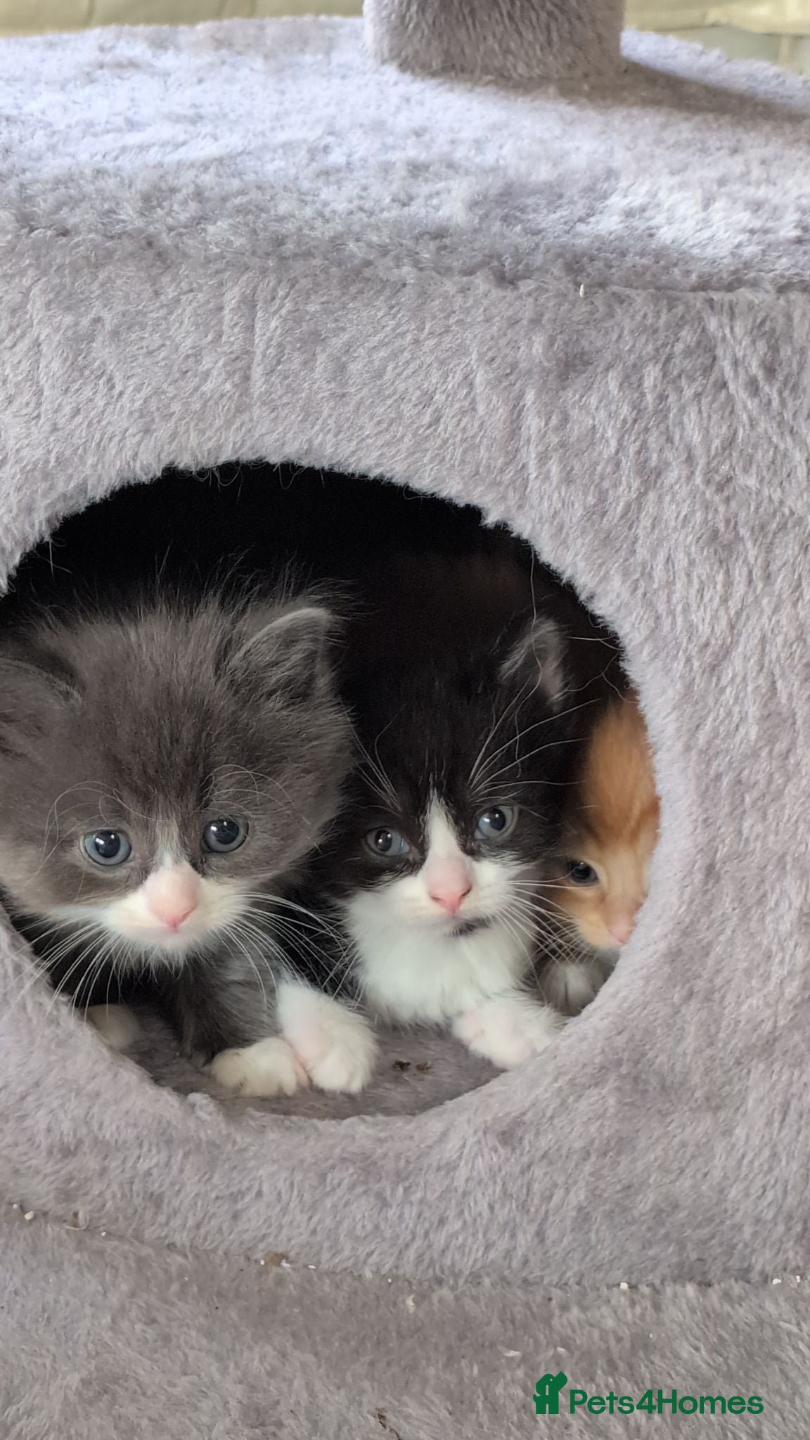 Ragdoll cats Last kitten available. Grey and white boy  - Advert 1