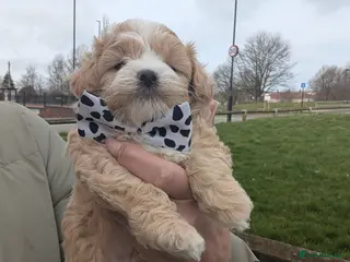 Maltipoo dogs 💫 LUXURY F1 MALTIPOO LAST BOY❗🩵 - Advert 9