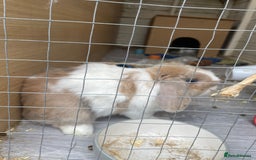 Mini Lop rabbits for sale: Male mini lop  - Image 4