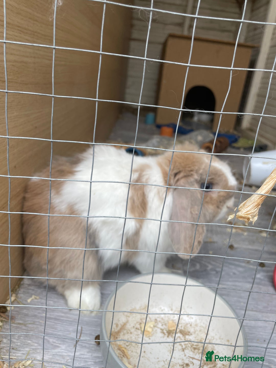 Mini Lop rabbits for sale: Male mini lop  - Image 4