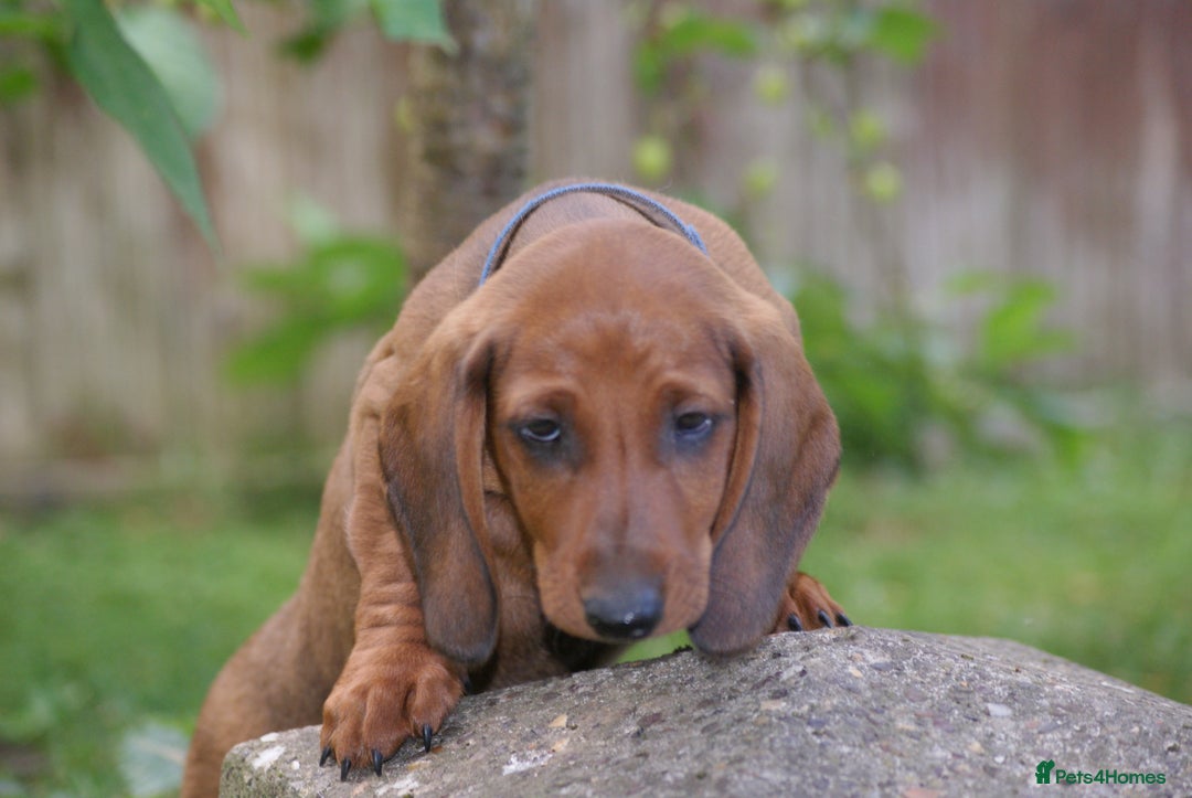 Dachshund dogs for sale: Dachshund Standard Smooth Haired in Boston - Image 13